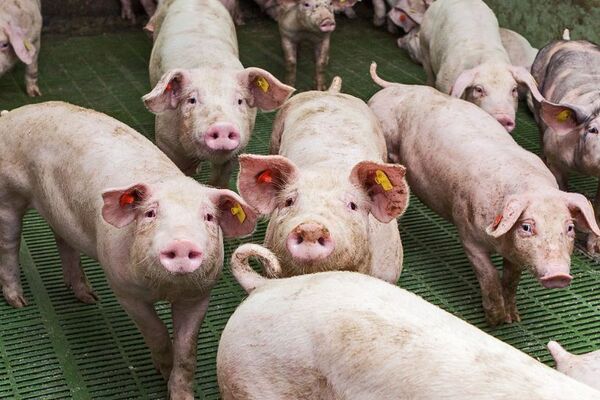 Exportaciones de carne porcina se multiplicaron por seis en el último año - MarketData