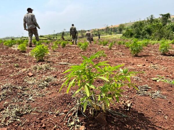 Senad destruye tres hectáreas de plantaciones de marihuana en Bella Vista
