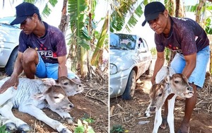 Diario HOY | FOTOS| Un insólito becerro con dos cabezas nace en Brasil