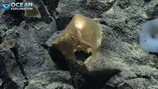 Encuentran un misterioso “huevo dorado” a 3.200 metros de profundidad: ¡¿qué es?!
