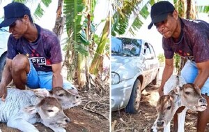 Un insólito becerro con dos cabezas nace en Brasil – Prensa 5