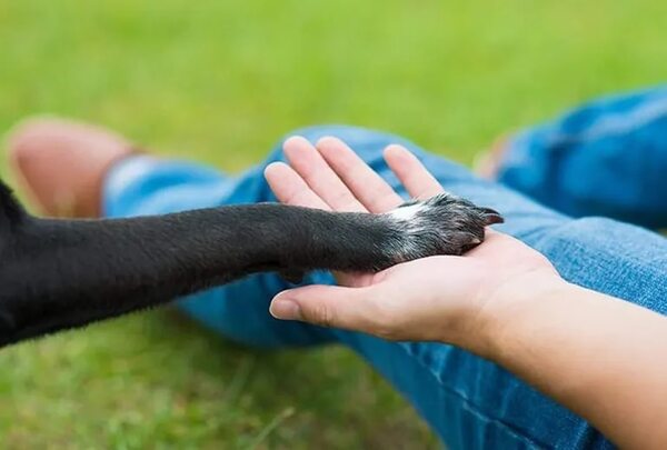 Animales domésticos pueden ayudar a sus dueños a estar bien - Mascotas - ABC Color