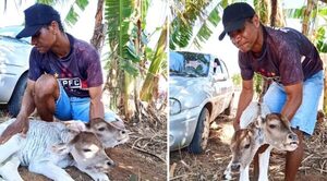 Un insólito becerro con dos cabezas nace en Brasil - Oasis FM 94.3
