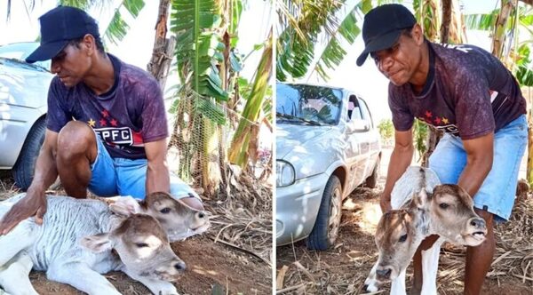 Un insólito becerro con dos cabezas nace en Brasil - Oasis FM 94.3