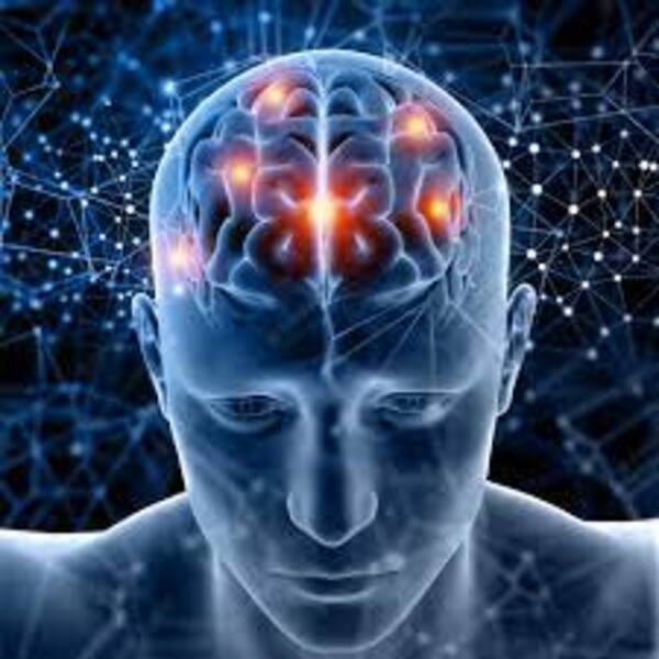 El cerebro y sus novedades - El Independiente