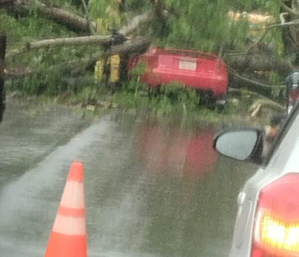 Árbol cae sobre automóvil en CDE