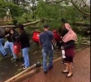 Árbol cayó sobre vehículo en movimiento en CDE - Paraguay.com