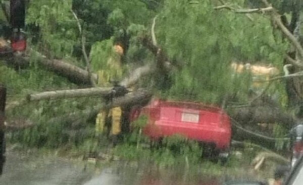 Árbol cae sobre automóvil y ocupantes se salvan de milagro