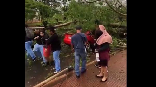 Árbol cae sobre auto en movimiento en CDE - Noticias Paraguay