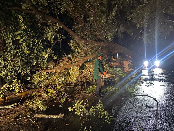 Diario HOY | Caída de árboles durante la tormenta movilizó a funcionarios municipales en Asunción