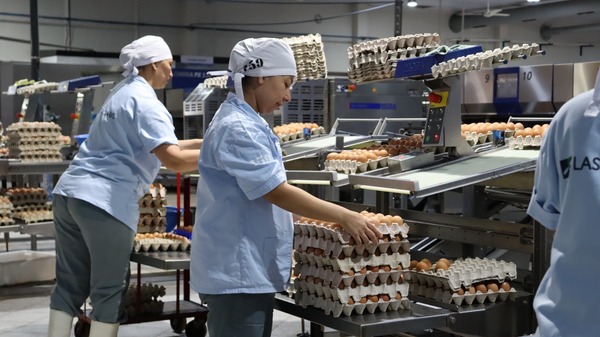 Diario HOY | Nutrihuevos se consolida en el mercado con sus más de 15.000 clientes