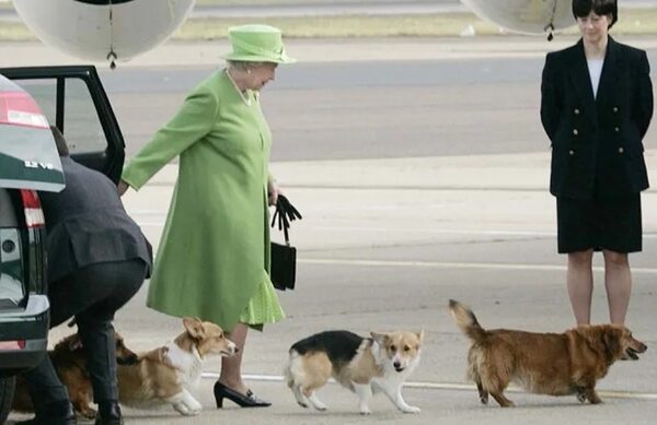 A un año de la muerte de la reina Isabel II, ¿qué pasó de sus corgis? - Mundo - ABC Color
