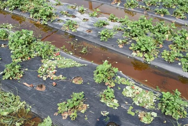 Video: temporal destruyó plantación de frutilla en Areguá y productores solicitan ayuda - Nacionales - ABC Color