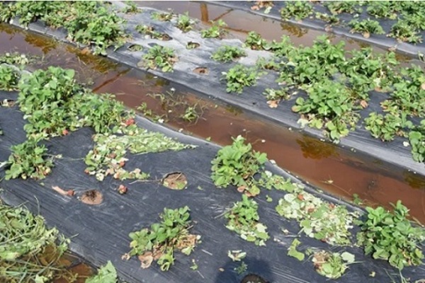 Temporal arrasa plantaciones en Areguá: Productores agrícolas piden ayuda urgente