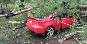 Diario HOY | Árbol cayó sobre un auto en CDE: conductor y su familia se salvaron de milagro