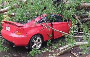 Árbol cayó sobre un auto en Ciudad del Este: conductor y su familia se salvaron de milagro – Prensa 5