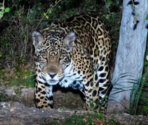 Video: captan ejemplar de un jaguareté en el Chaco - Nacionales - ABC Color