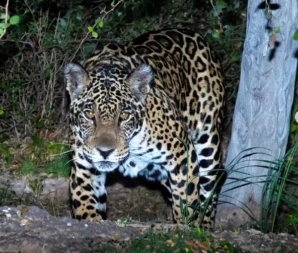 Video: captan ejemplar de un jaguareté en el Chaco - Nacionales - ABC Color