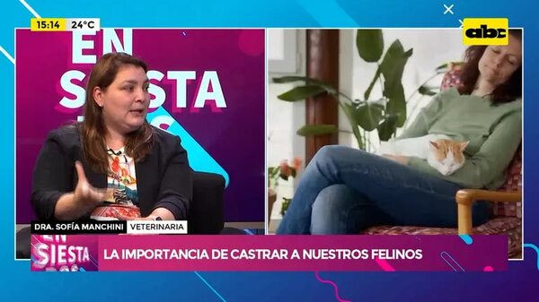 Video: la importancia de castrar a nuestros felinos - Ensiestados - ABC Color