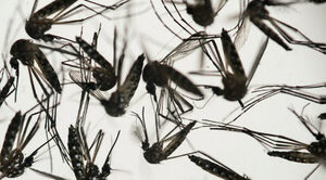 NUEVA EPIDEMIA DE DENGUE: “ESTAMOS A UN MES DE ELIMINAR CRIADEROS DE MOSQUITOS”