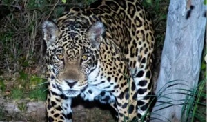 Capturada en su esplendor: la aparición de un jaguareté en el Chaco paraguayo