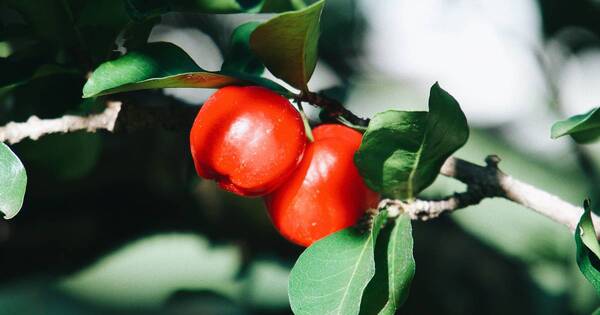 La Nación / Esta es la fruta con más vitamina C que los cítricos, pero casi no se utiliza