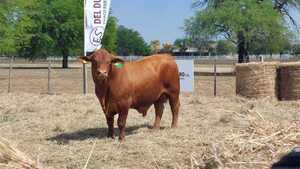 Sola Marca remata toros y vientres “mejoradores” de Del Duero SA, este domingo