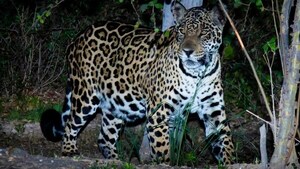 LUEGO DE TRES AÑOS DE BÚSQUEDA, LOGRÓ FOTOGRAFIAR A UNA YAGUARETÉ EN EL CHACO