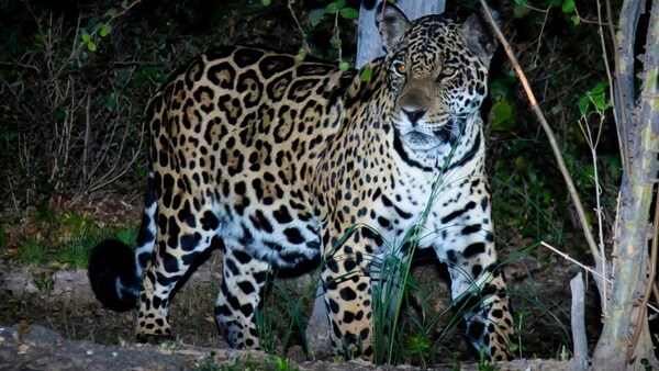 LUEGO DE TRES AÑOS DE BÚSQUEDA, LOGRÓ FOTOGRAFIAR A UNA YAGUARETÉ EN EL CHACO