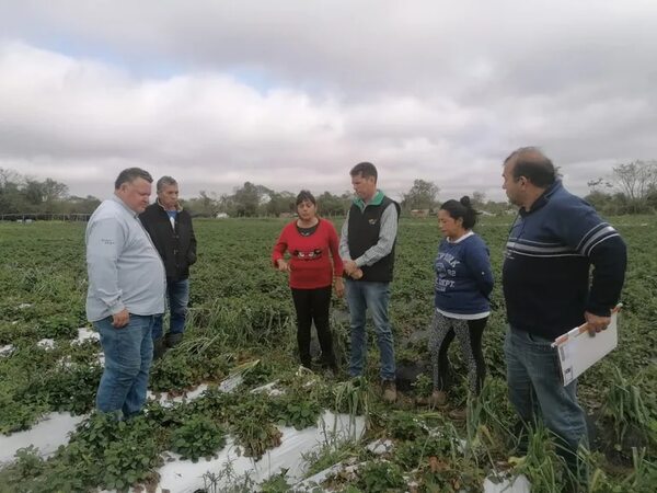 Productores de Areguá recibirán nuevo crédito del CAH para reponer cultivo destruido por temporal - Nacionales - ABC Color