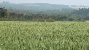 Lluvias intensas amenazan la cosecha de Canola y Trigo en nuestra región