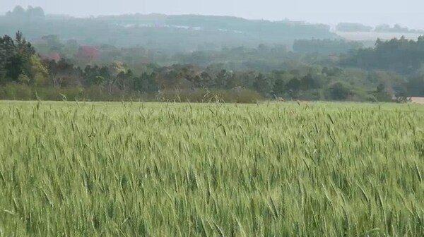 Lluvias intensas amenazan la cosecha de Canola y Trigo en nuestra región