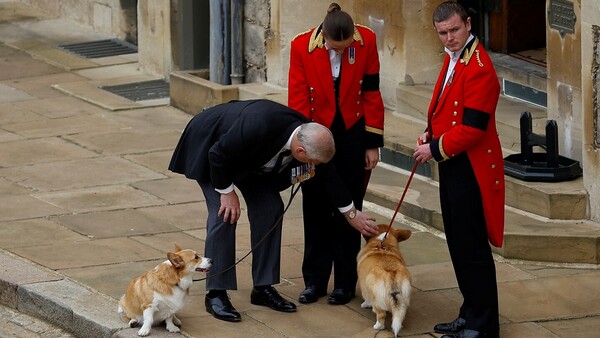 Los corgis de Isabel II, en plena forma un año después de su muerte