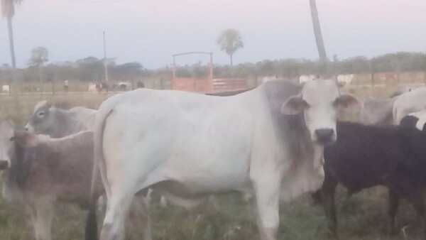 Carnearán toro de 450 kilos para farra colo’o