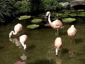 Sunken Gardens - ABC Revista - ABC Color