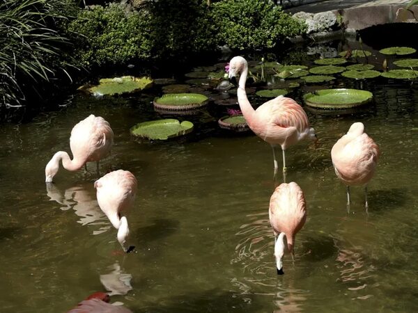 Sunken Gardens - ABC Revista - ABC Color