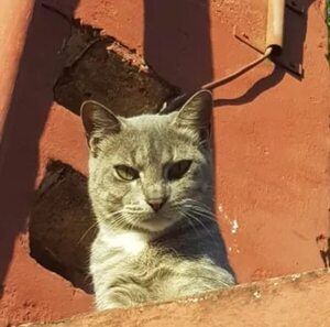 Paraguay se une a países latinoamericanos para jornada masiva de castración - Mascotas - ABC Color