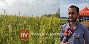 EXCESO DE LLUVIAS IMPACTA SOBRE LA ZAFRA TRIGUERA REDUCIENDO LA CALIDAD Y EL PRECIO - Itapúa Noticias