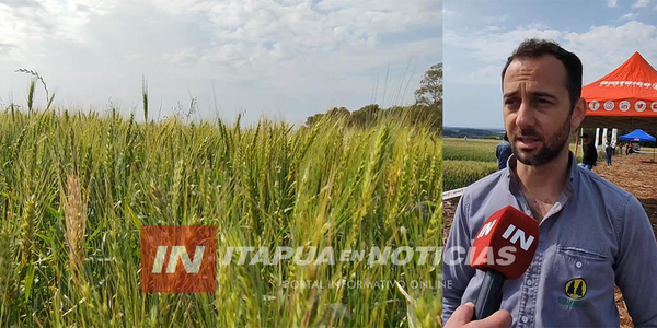 EXCESO DE LLUVIAS IMPACTA SOBRE LA ZAFRA TRIGUERA REDUCIENDO LA CALIDAD Y EL PRECIO - Itapúa Noticias