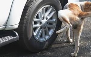 Por qué los perros orinan en los neumáticos de los autos - San Lorenzo Hoy