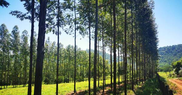 La Nación / Pretenden volver rentable a la conservación de bosques