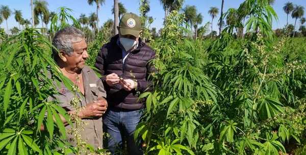 Comunidades indígenas celebran su primera cosecha de cáñamo industrial