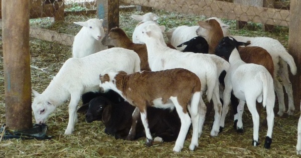San Juan Bautista impulsa la producción ovina sostenible