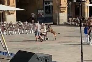 ¡Atendena un poco! Firulais le saca a pasea a la abuela en silla de ruedas
