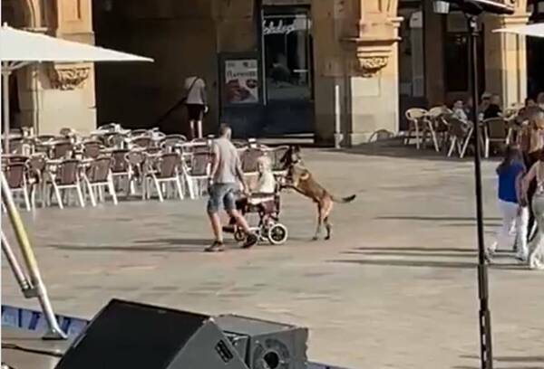 ¡Atendena un poco! Firulais le saca a pasea a la abuela en silla de ruedas