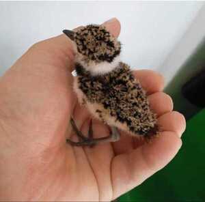 Organización Mymba Uni advierte sobre la adquisición de aves pichones "Teros" en Encarnación