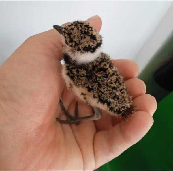 Organización Mymba Uni advierte sobre la adquisición de aves pichones "Teros" en Encarnación
