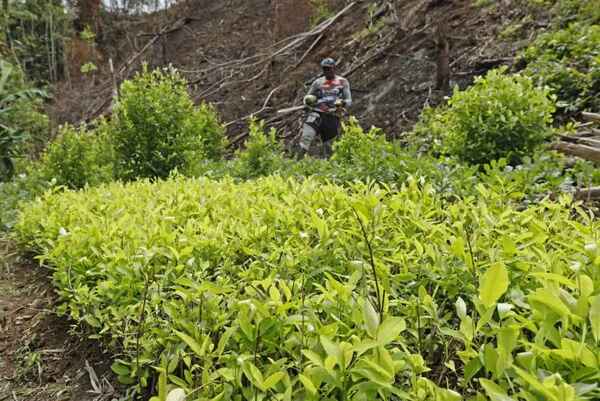 Los cultivos de coca en Colombia volvieron a romper récord con 230.000 hectáreas en 2022
