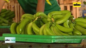 Video: producción de banana en Tembiaporâ en forma orgánica  - ABC Rural - ABC Color