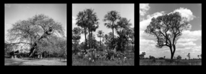 Diario HOY | Mes de la Fotografía en Paraguay: “La vida (secreta) de las plantas”, en Espacio K